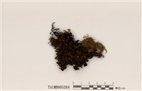 藏品(淡綿腹衣)的圖片